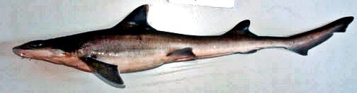 Mustelus mustelus_009.jpg